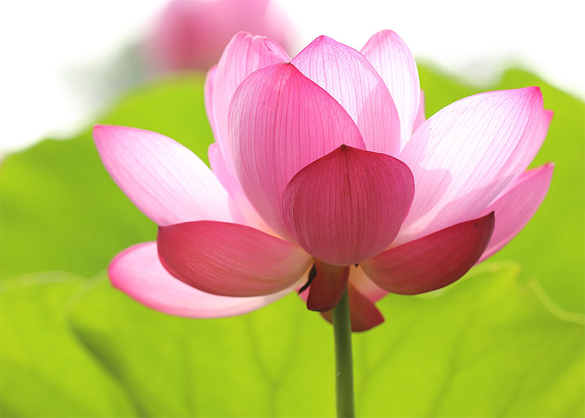 Image for article Vděčnost za kultivaci v rodině praktikujících Falun Dafa