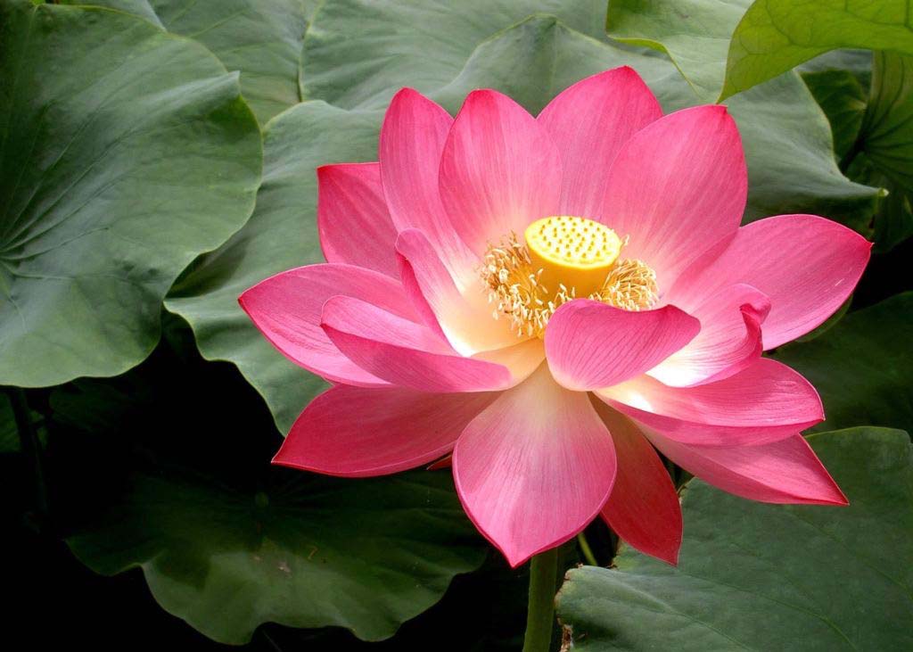 Image for article Úžasná moc Falun Dafa
