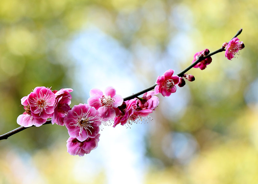 Image for article Příznaky deprese zmizely po recitaci „Falun Dafa je dobrý“