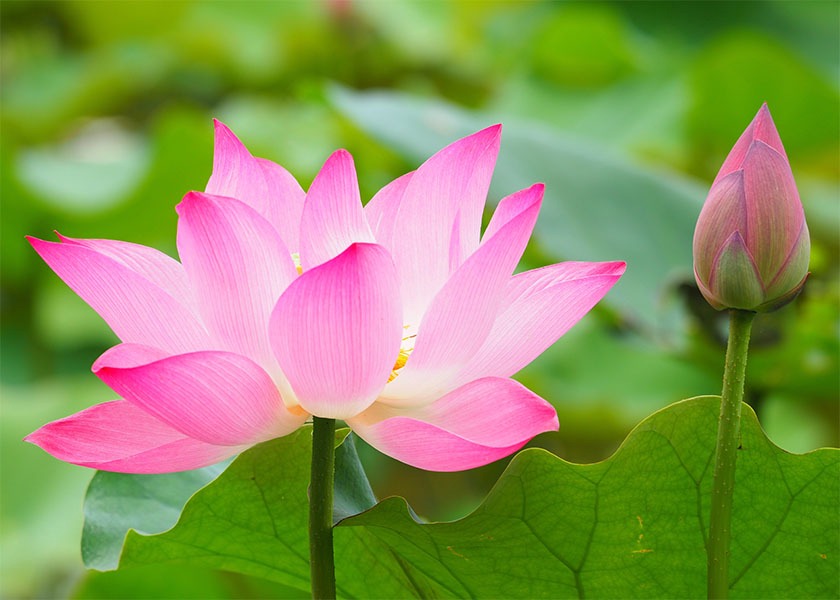 Image for article Důležitost správného provádění cvičení Falun Dafa