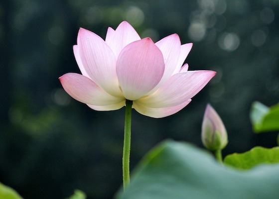 Image for article Nedávné postřehy z dívání se do sebe