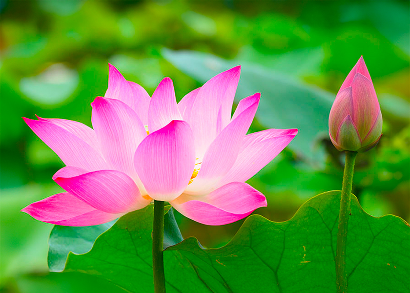 Image for article Opuštění honby za slávou a ziskem