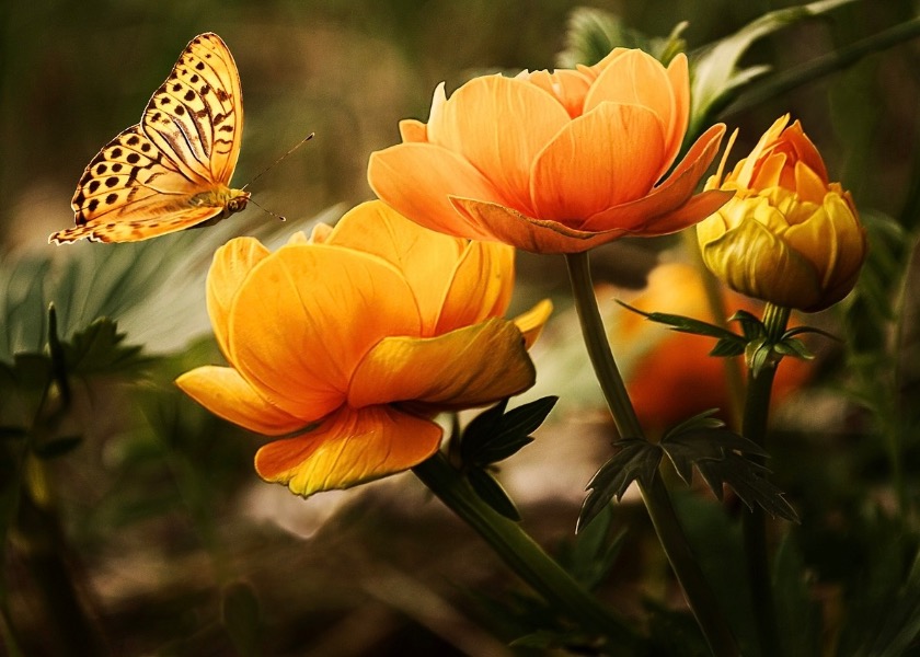 Image for article Falun Dafa zachraňuje lidi na pokraji smrti