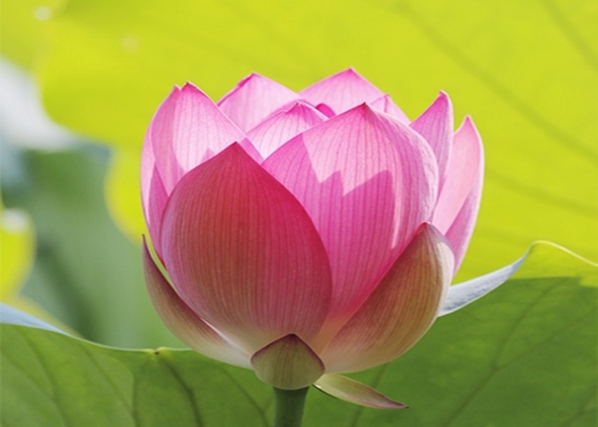 Image for article Falun Dafa mi dal nový život