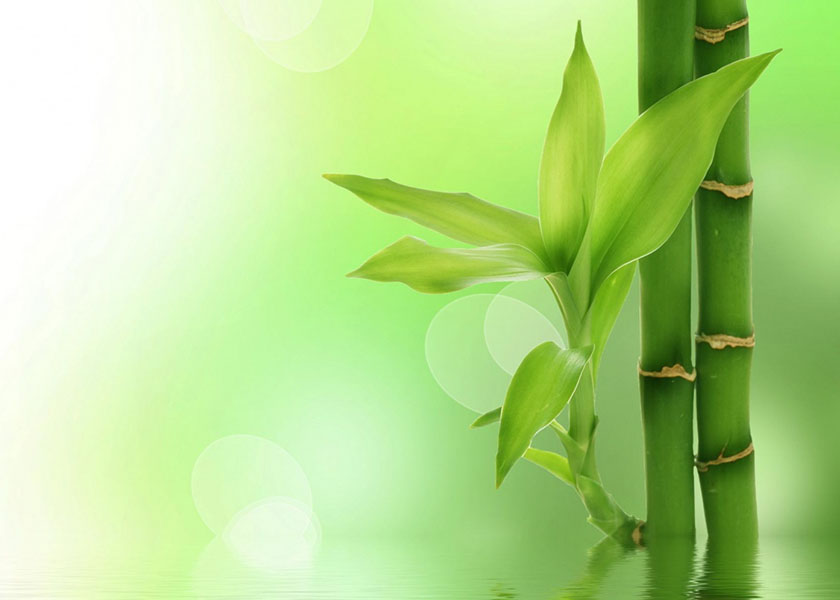 Image for article Moje matka přežila rakovinu více orgánů díky praktikování Falun Dafa