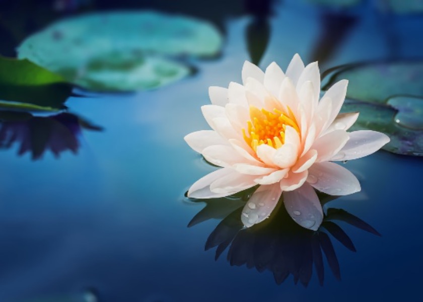 Image for article Božská síla přichází se spravedlivými myšlenkami – několik zázračných událostí v kultivaci