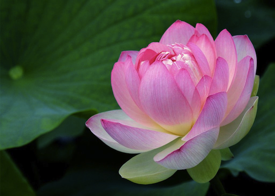 Image for article Stal se zázrak poté, co můj bratr recitoval „Falun Dafa je dobrý“