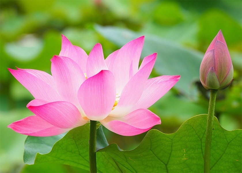 Image for article Falun Dafa mi ukázal, jak být dobrým člověkem