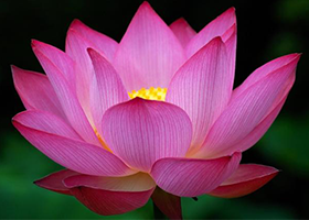 Image for article Postřehy z kultivace při fotografování během turné Shen Yun