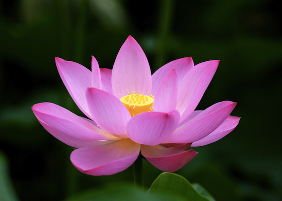 Image for article Potvrzování Falun Dafa při práci uklízečky